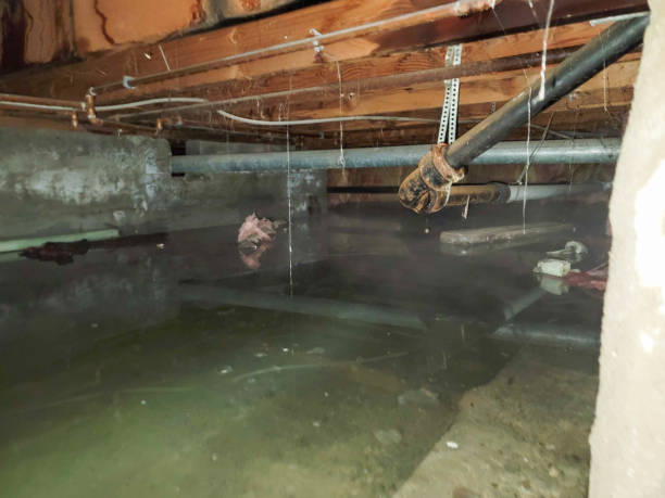 Best Basement water damage restoration  in Miami Beach, FL